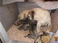 Blackmouth Cur